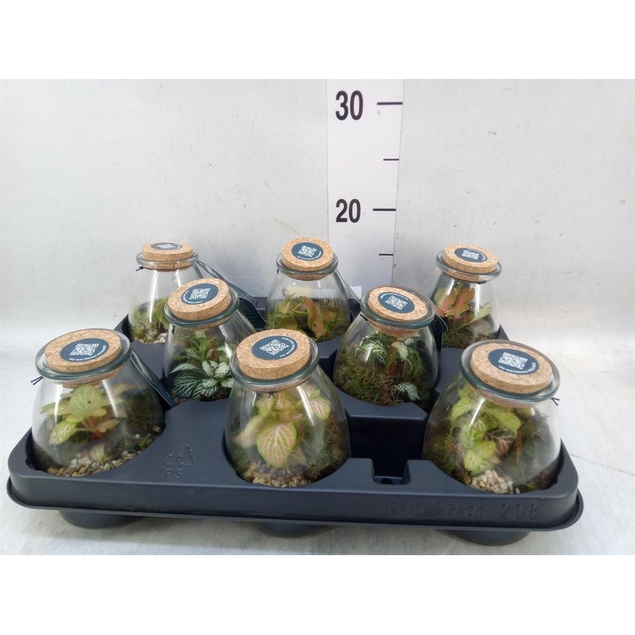 <h4>Arr.    Planten  L%</h4>