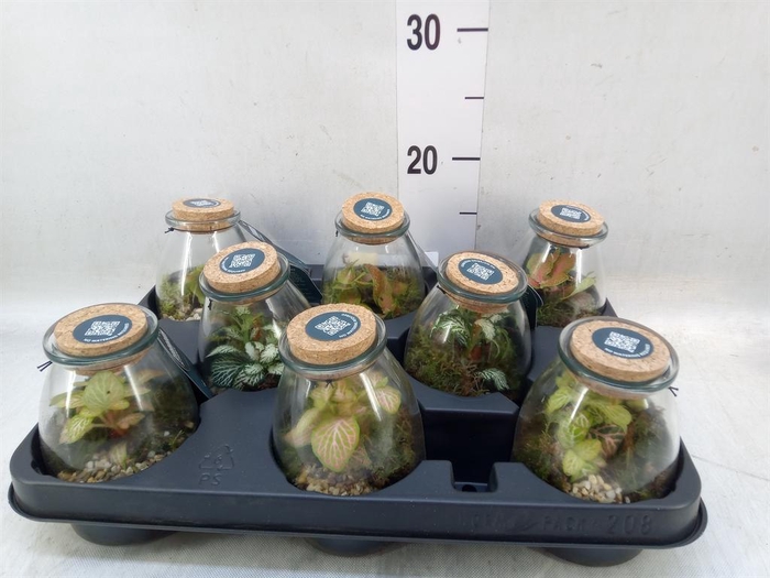 <h4>Arr.    Planten  L%</h4>