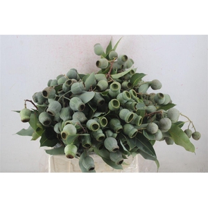 Euca Robusta Geant P Bunch