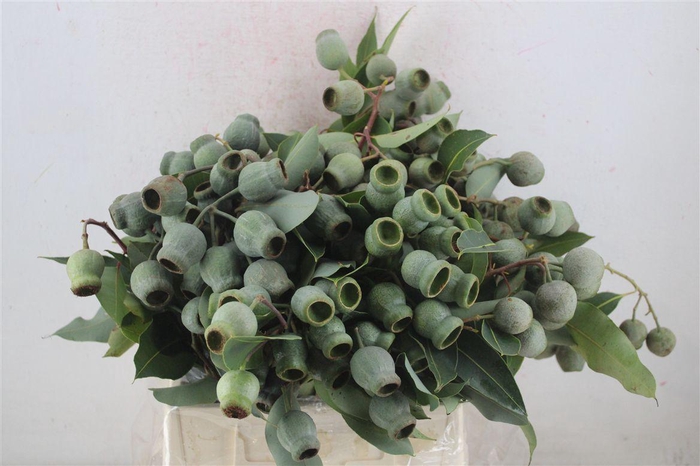 <h4>Euca Robusta Geant P Bunch</h4>