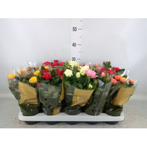 Rosa  'Kordana Grande'   ...mix