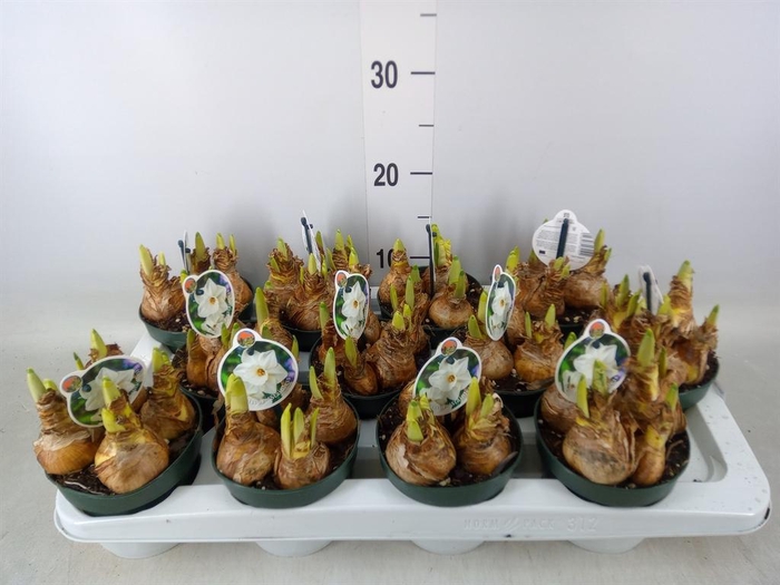 <h4>Narcissus   ...</h4>