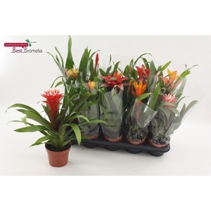 BROMELIA GEM