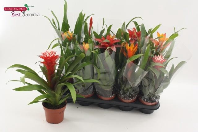 <h4>BROMELIA GEM</h4>