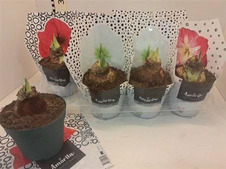 <h4>Hipp Gem 4 Srt</h4>