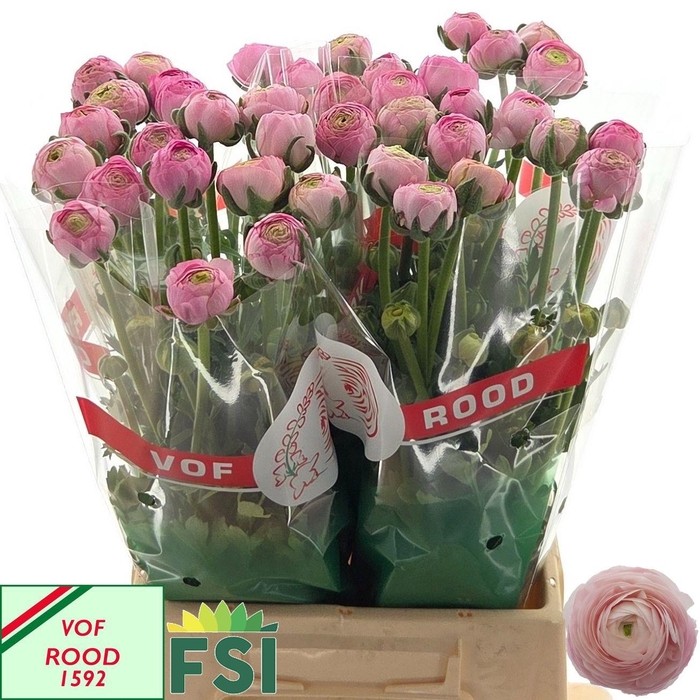 <h4>RAN AAZUR LI PINK</h4>