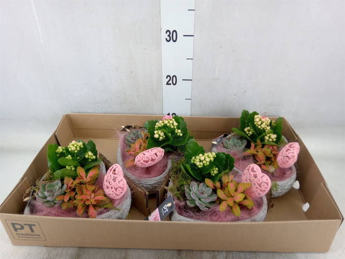 <h4>Arr.   Planten L%</h4>