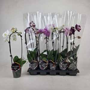 PHAL EL CASCADE