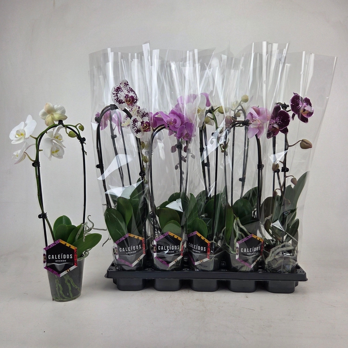 <h4>PHAL EL CASCADE</h4>