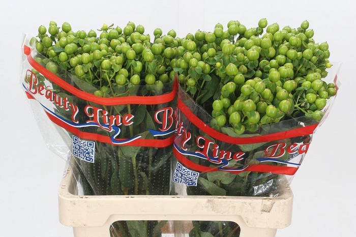 <h4>Hypericum x inodorum Globo Applegreen</h4>