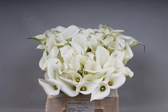 <h4>ZANT WHITE ART</h4>