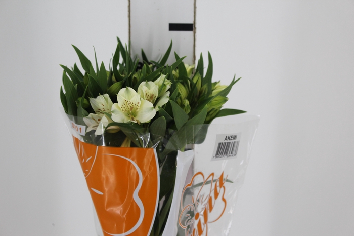 <h4>ALSTROEMERIA AKEMI 080 CM</h4>