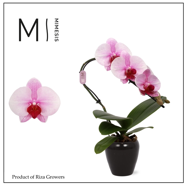 <h4>Mimesis Phal. Swan Blush - 1 spike 7cm in Martine Black Ceramic</h4>