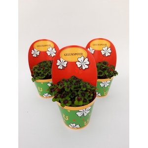 Oxalis deppei