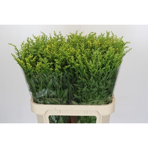 Solidago Golden Glory