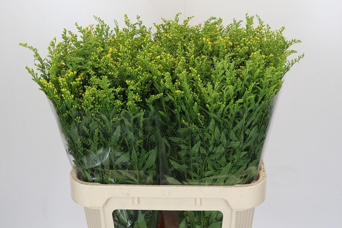 <h4>Solidago Golden Glory</h4>