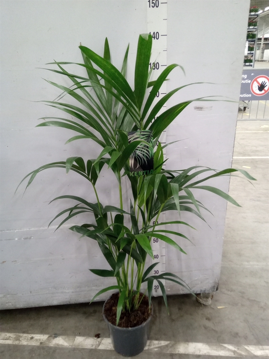 <h4>Howea forsteriana</h4>