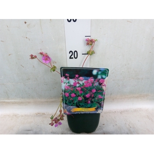 Geranium cantabrig. 'Karmina'