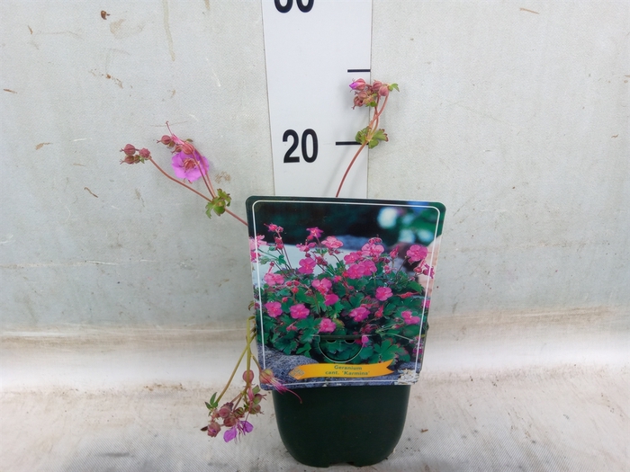 <h4>Geranium cantabrig. 'Karmina'</h4>