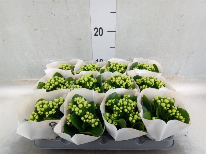 <h4>Kalanchoe  'MoreFlow Paris'</h4>