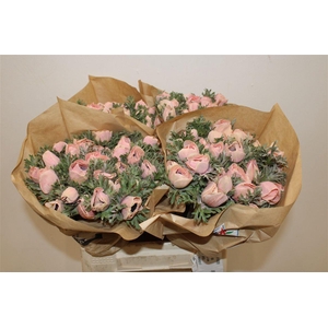 Anem Marianne Powder Salmon