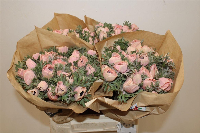 <h4>Anem Marianne Powder Salmon</h4>