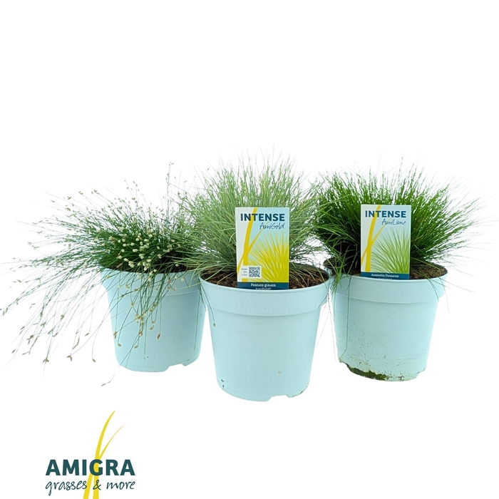 <h4>Siergrassen mix 17cm</h4>