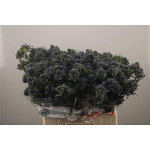 Eryngium Mag Grand Lagoon