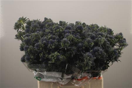 <h4>Eryngium Mag Grand Lagoon</h4>