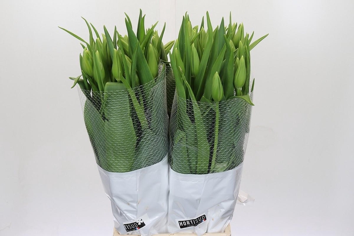 <h4>Tulipa (Frans) en Maureen</h4>