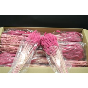 Lagurus Magenta X30