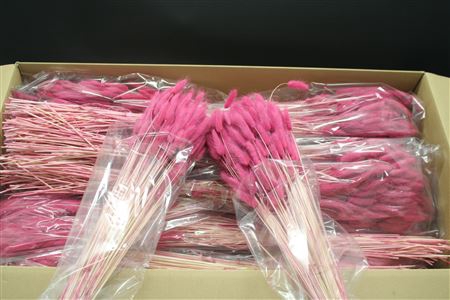 <h4>Lagurus Magenta X30</h4>