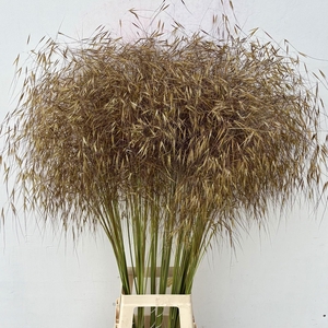 STIPA GIGANTEA