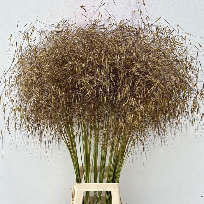 <h4>STIPA GIGANTEA</h4>