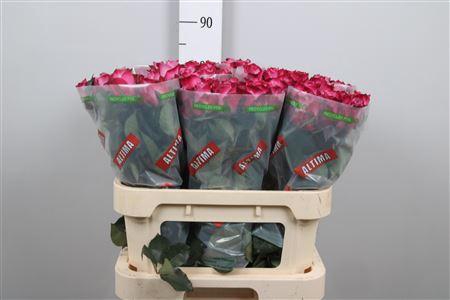 <h4>R Gr Deep Purple</h4>