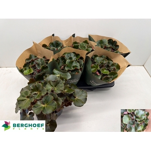 BEG ERY BLACK JUNGLE