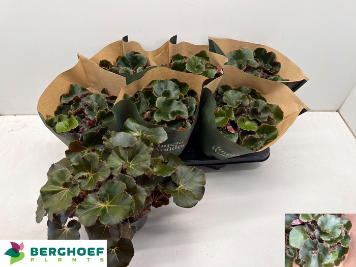 <h4>BEG ERY BLACK JUNGLE</h4>