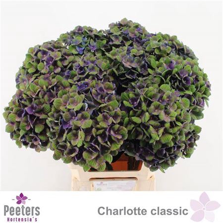 <h4>Hydr M Mag Charlotte Cl</h4>