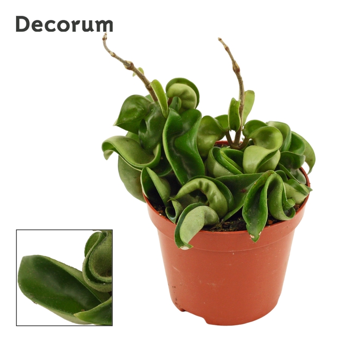 <h4>Hoya carnosa 9 cm Compacta green (Decorum)</h4>