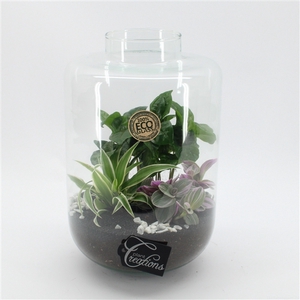 GRCR-2550 Green Essentials terrarium