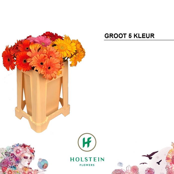 <h4>Gerbera Mix 5 kleuren Water</h4>