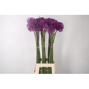 Allium Purple Sensation