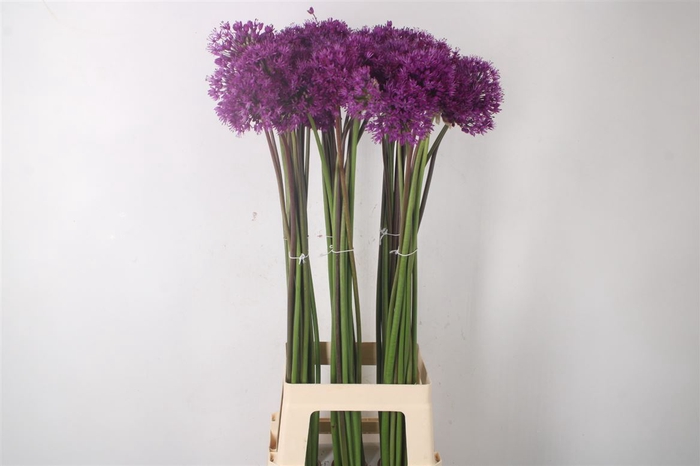 <h4>Allium Purple Sensation</h4>