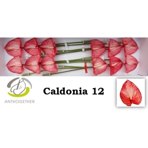 ANTH A CALDONIA 12