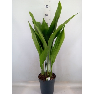 Aspidistra elat.