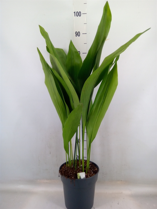 <h4>Aspidistra elat.</h4>