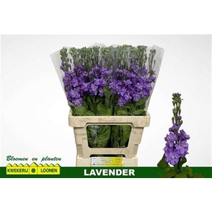 Matth Milla Lavender