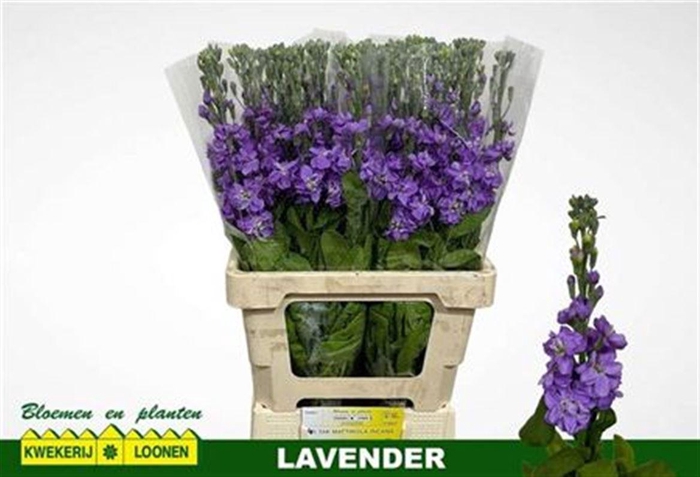 <h4>Matth Milla Lavender</h4>