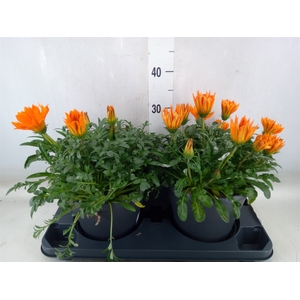 Gazania   ...