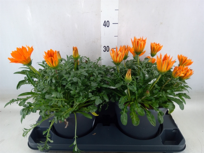<h4>Gazania   ...</h4>